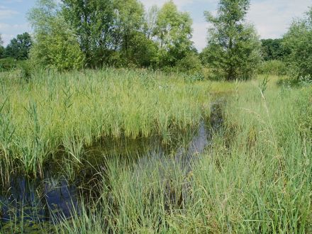 Reaktiviertes Kleingewässer